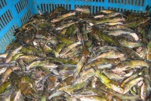 鯰魚怎么養(yǎng) 鯰魚科學(xué)養(yǎng)殖方法