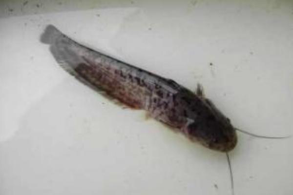 鯰魚怎么養(yǎng) 鯰魚科學(xué)養(yǎng)殖方法