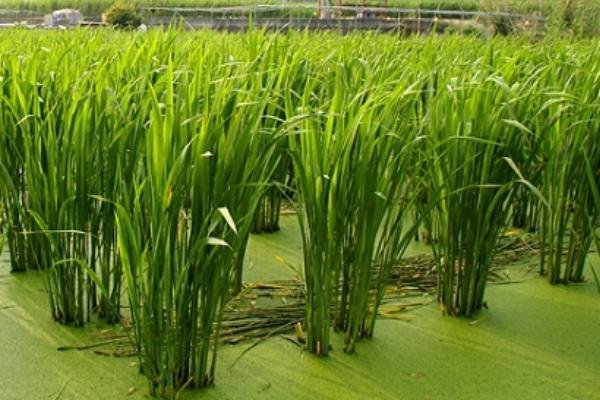 茭白科學種植技術