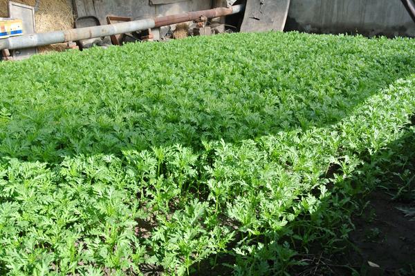 茼蒿的種植時(shí)間