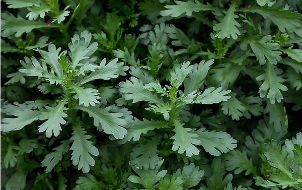 茼蒿科學(xué)種植技術(shù)