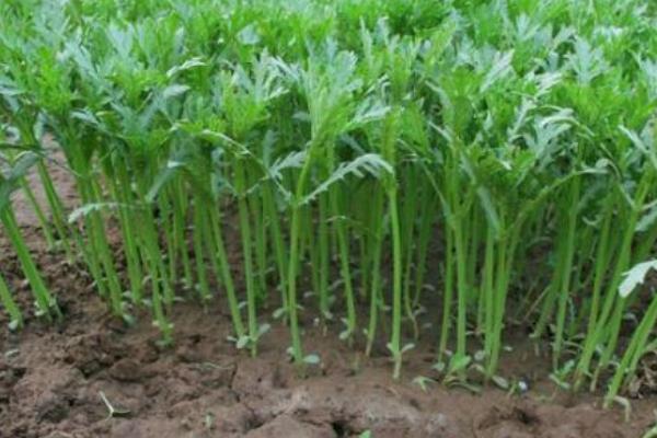 茼蒿科學種植技術