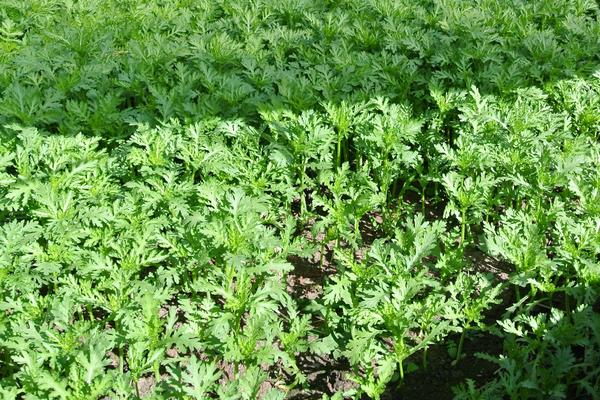 茼蒿科學種植技術