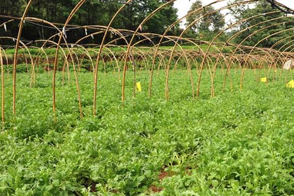茼蒿科學種植技術