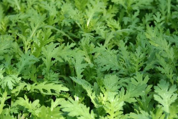 茼蒿科學種植技術