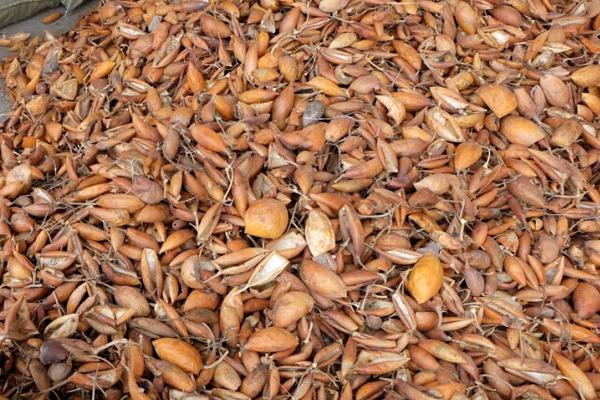 瓜婁殼的功效與作用及禁忌