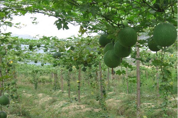 瓜蔞種植前景怎么樣