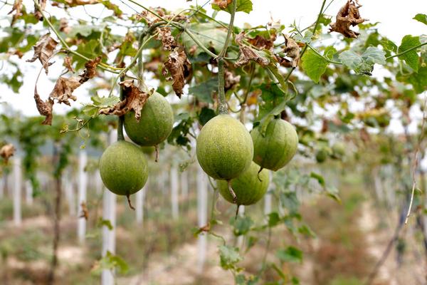 瓜蔞科學種植技術