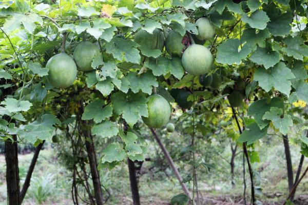 一畝瓜蔞能賣多少錢