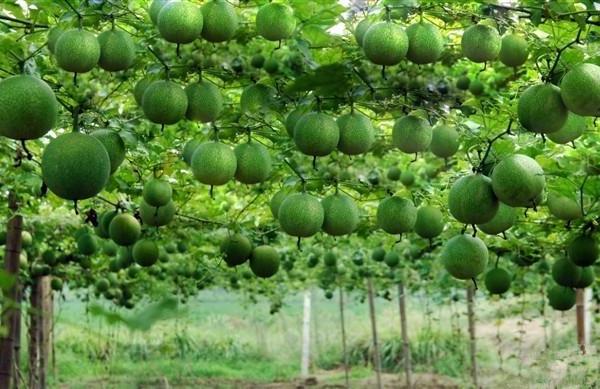 一畝瓜蔞能賣多少錢