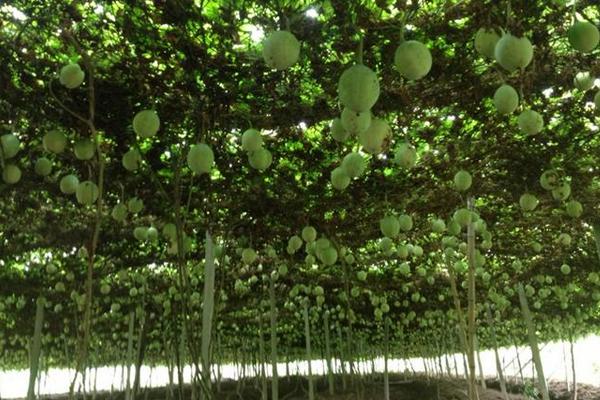 一畝瓜蔞能賣多少錢