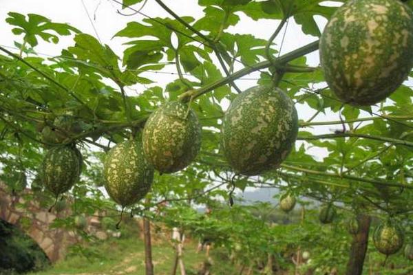 一畝瓜蔞能賣多少錢