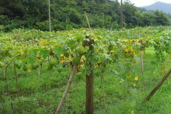 一畝瓜蔞能賣多少錢