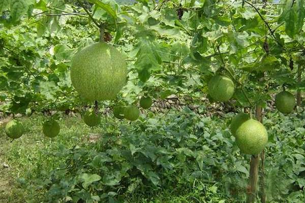 一畝瓜蔞能賣多少錢