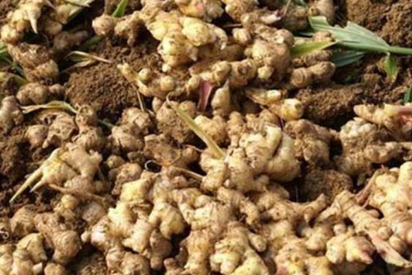 生姜圖片大全 生姜簡介