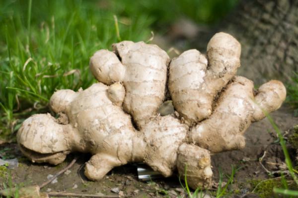 生姜圖片大全 生姜簡介