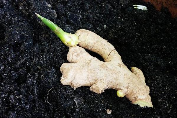 生姜發芽能吃嗎 生姜食用禁忌