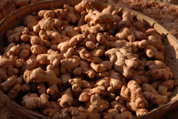 生姜發芽能吃嗎 生姜食用禁忌