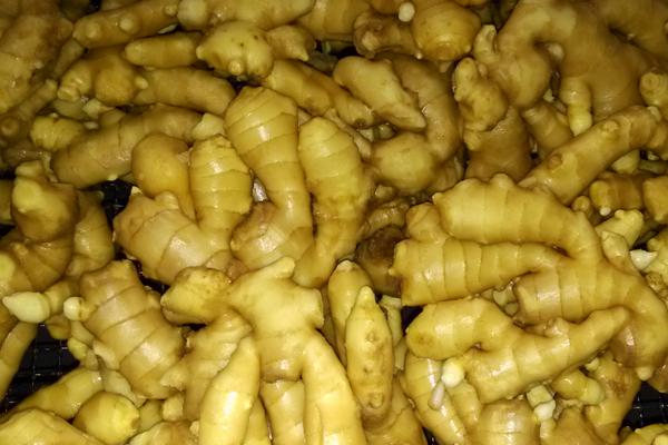 生姜發芽能吃嗎 生姜食用禁忌