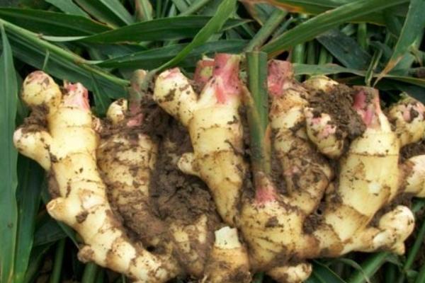 干姜與生姜的區別是什么