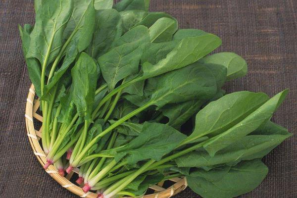 菠菜過敏的癥狀 吃菠菜過敏怎么辦