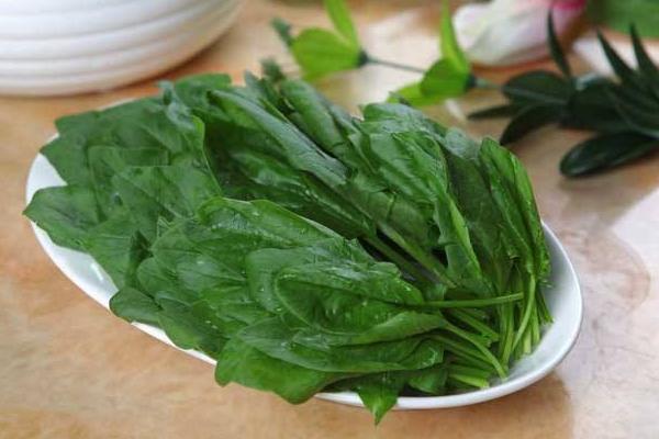 菠菜過敏的癥狀 吃菠菜過敏怎么辦