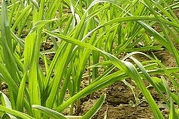 怎樣種蒜苗 蒜苗栽培技術