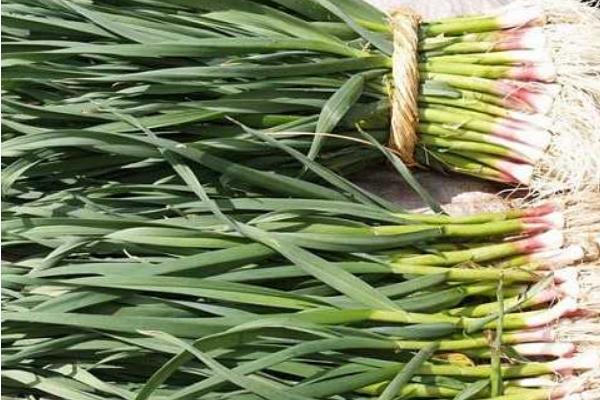 怎樣種蒜苗 蒜苗栽培技術