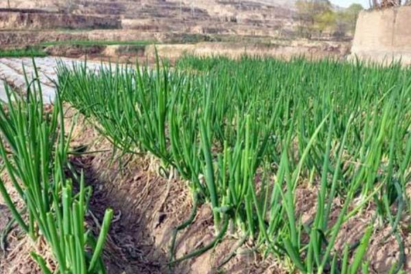 怎樣種蒜苗 蒜苗栽培技術
