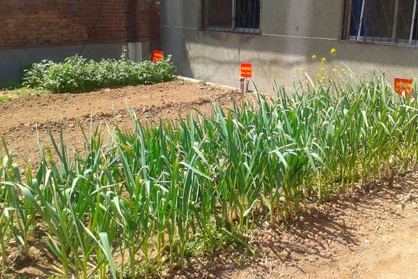 怎樣種蒜苗 蒜苗栽培技術