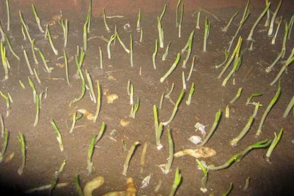 怎樣種蒜苗 蒜苗栽培技術