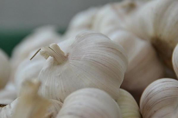 怎樣種蒜苗 蒜苗栽培技術