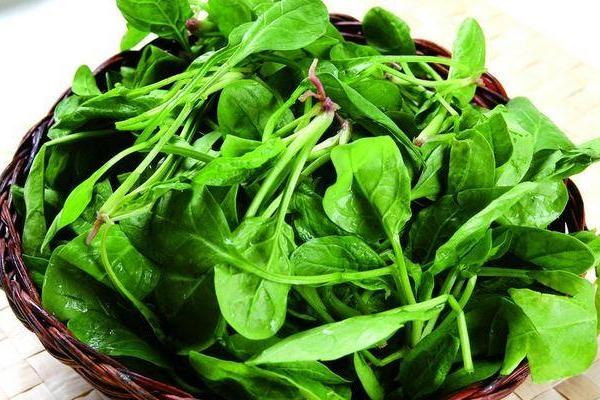 菠菜市場價格多少錢一斤