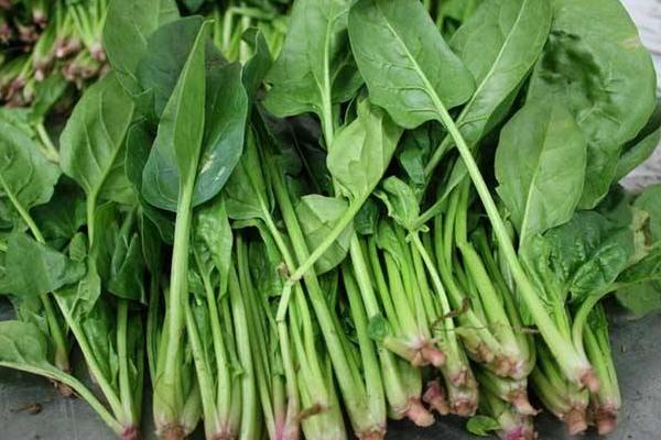 菠菜市場價格多少錢一斤