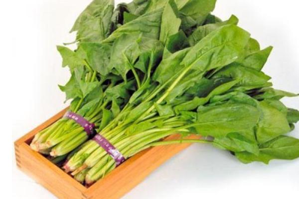 菠菜市場價格多少錢一斤