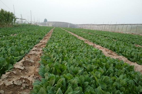 菠菜種子什么時候種 菠菜成熟的季節