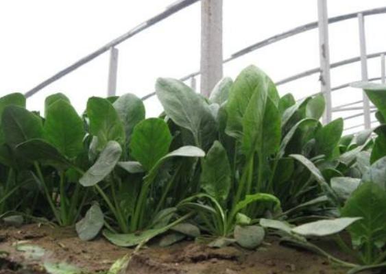 菠菜種子什么時候種 菠菜成熟的季節