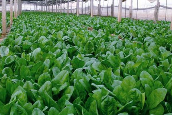 菠菜種子什么時候種 菠菜成熟的季節