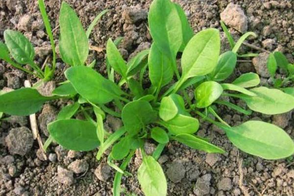 菠菜種子什么時候種 菠菜成熟的季節