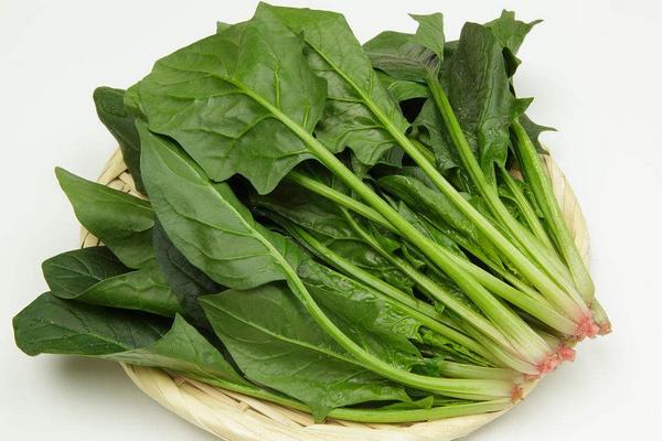 菠菜種子什么時候種 菠菜成熟的季節