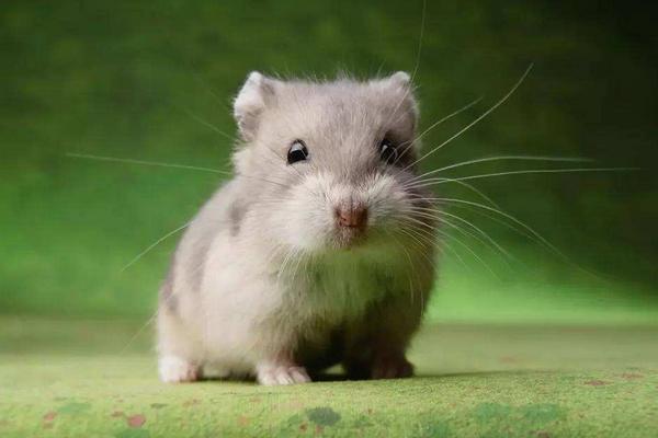 倉鼠可以吃生菜嗎