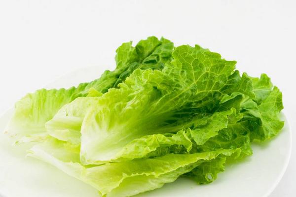 生菜熱量多少 吃生菜可以減肥嗎