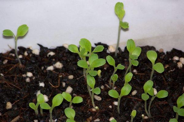 生菜種子幾天發芽