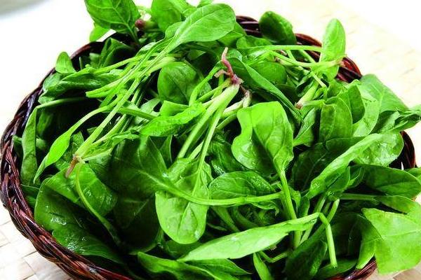 菠菜餃子餡做法大全 菠菜餃子怎么做