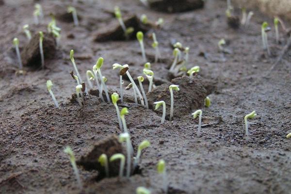 生菜種子幾天發芽