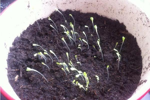 生菜種子幾天發芽