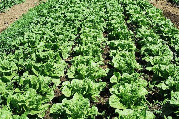 生菜種子幾天發芽