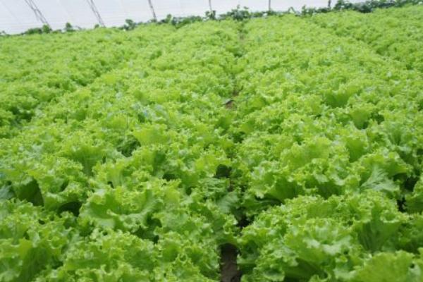 生菜種子幾天發芽