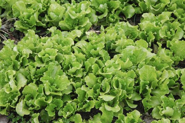 生菜種子幾天發芽