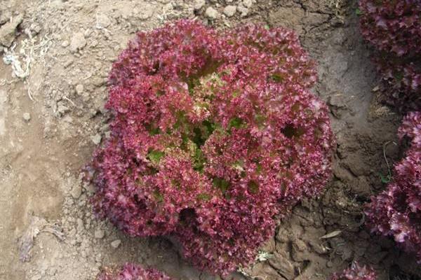 紫葉生菜怎么種 紫葉生菜種植技術